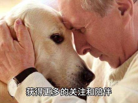 为何狗喜欢叼走主人的鞋#狗狗 #狗子成精了 #神奇动物在抖音 #每天跟我涨知识 #汪星人