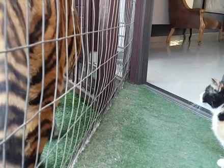 猫咪第一次看见老虎,接下来会发生什么?千万忍住别笑!