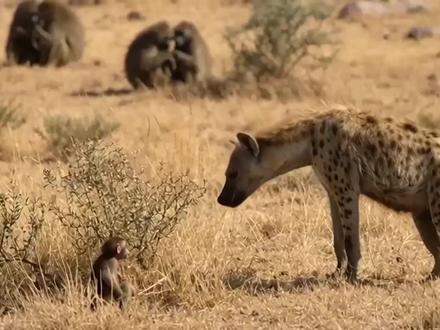 鬣狗捕捉小狒狒 #神奇动物在抖音 #野生动物零距离