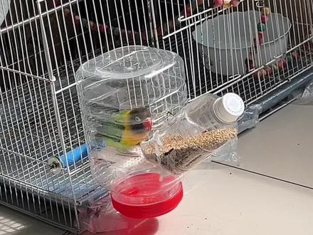 DIY鹦鹉自动喂食器谷壳分离#抖音玩法合伙人计划 #纯手工打造 #谁知道这是什么 #这活你们干过吗