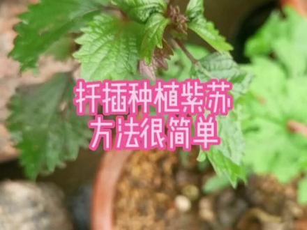 紫苏也可以扦插种植,你知道吗?方法原来这么简单,种一棵当调味菜再也不用买#扦插 #紫苏 #扦插技术