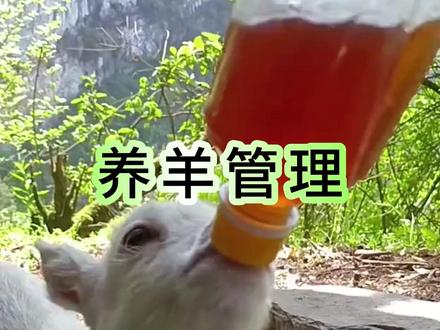 #养羊#牛羊养殖#新手养羊#养羊人