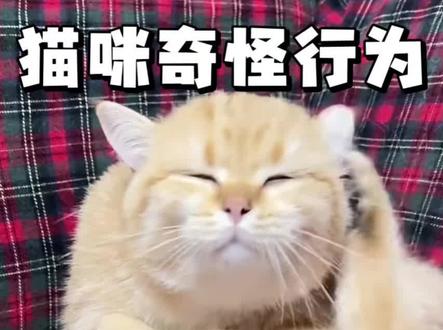 你家猫有这种奇怪行为吗,一定要重视#养猫经验分享 #新手养猫 #猫咪 #养猫人 #猫咪冷知识