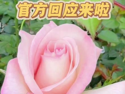 “二舅宝华”月季官方回应来啦~这是中华传统文化与“中国芯”月季的浪漫结合#宝华月季 #云南省农业科学院 #月季