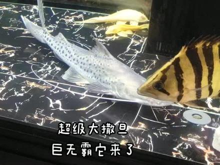 撒旦鸭嘴,高端底层鱼,最大可以达到3米多