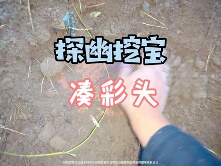 竟然挖出来了这么多好东西!
#我的乡村生活 #田园生活乐趣多 #剧情演绎 #庄园老邢瞎弄的日常
