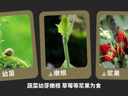 西瓜虫——具有药用价值的田间害虫#西瓜虫