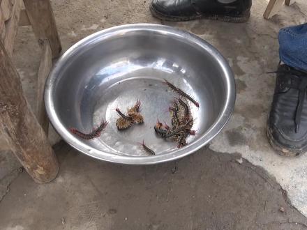 农村大哥把10多条大蜈蚣装进一个油瓶,看看蜈蚣什么反应