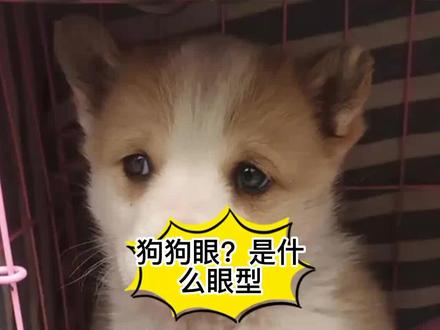 #创作灵感 #你是什么眼型 什么!居然还有狗狗眼?#眼睛 #可爱到爆炸💥