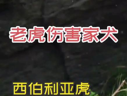 西伯利亚虎多次伤害小镇居民家犬,专家设法将其捕获#动物世界 #野生动物 #动物