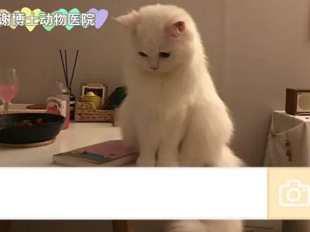 知道那些你不知道的?猫咪为什么喜欢蹭铲屎官的鞋呢?#可爱到爆炸💥 #宠物知识 #宠物店 #科学养宠攻略 #记录猫咪日常