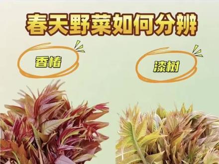 救命,香椿 vs 漆树芽,90% 的人都认错
陕西蓝田大哥亲身教训:吃香椿差点吃出大事😭
最近正是吃香椿的季节,好多人上山掐嫩芽,千万分清:香椿芽 ≠ 漆树芽!
我们陕西蓝田这位大哥,就是把漆树芽当香椿吃了,结果吃完没多久,脸、鼻子全肿起来,又痒又难受,看着都替他遭罪,真不是吓唬人~
⚠️重点提醒:
漆树芽有毒性,误食、接触都可能过敏、肿脸、起疹子,严重的还得去医院,千万别乱掐乱吃!
✅ 教你一眼分辨(简单好记):
1. 看颜色
香椿芽:偏红褐、偏深,叶子更厚实
漆树芽:偏黄绿、偏浅,看着更“嫩”
2. 闻味道
香椿:有很浓的香椿香味
漆树芽:基本没香味,甚至有点怪味
3. 看茎秆
香椿:茎比较粗、偏硬
漆树芽:茎细、偏软
我放了两张图,大家帮我看看:
哪张是香椿?哪张是漆树芽?
评论区告诉我,顺便给身边爱吃野菜的人提个醒!
春天尝鲜,安全第一,别拿自己脸开玩笑~
#香椿 #漆树芽#春天野菜 #陕西美食 #蓝田
