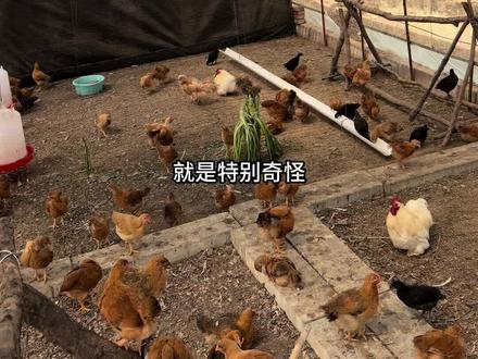 可能鸡仔们需要一个王者吧。#哥不完美但哥真实 #农村小伙子的生活记录 #鸡王 #新农人就是自己摸索自己干 #一席之地会员农场