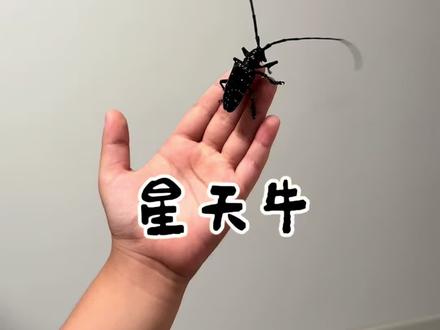 今年的第一只天牛#天牛#星天牛#小孩哥 #科普