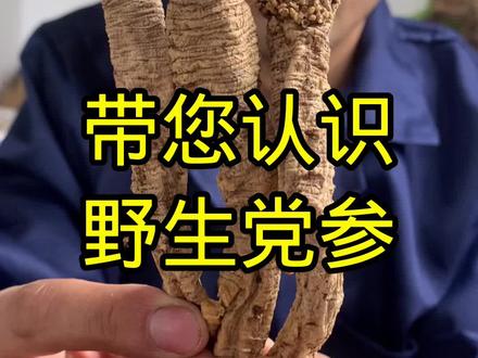 带您认识野生党参,今天这个视频拍的很详细
#野生山货 #滋补养生 #无硫当归