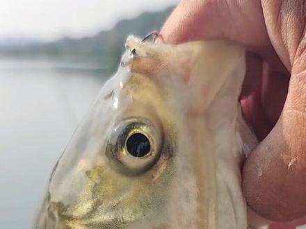 独乐乐不如众乐乐~打龟基地爆护鲢鳙#钓鱼 #非禁钓区域