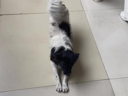 希望每一只流浪的狗狗都能被善意对待#狗狗 #校园生活 #洗狗