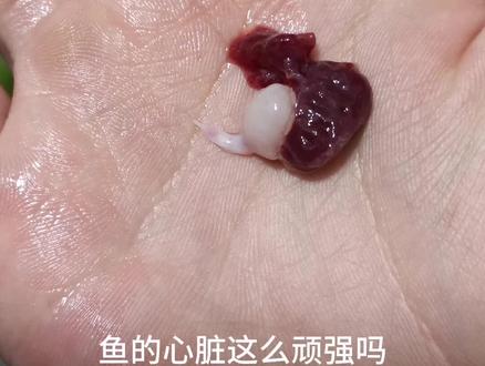 鱼在摘除心脏过后 心脏竟然还在跳动!!这是什么原理?#神奇动物在抖音 #奇趣自然 #一般人不知道是什么 #生命力顽强的鱼 #意外