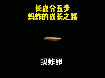 长成分五步,蚂蚱的成长之路#三农#蚂蚱