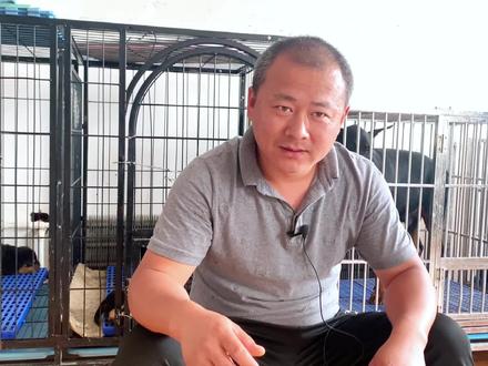 如何通过便便判断狗狗健康状况?健康自查! #铲屎官的乐趣 #家有萌宠 #宠物知识 #罗威纳护卫犬 #杜宾犬