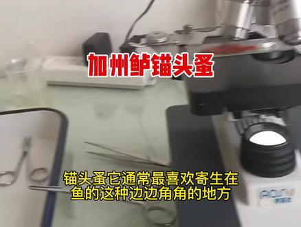 加州鲈锚头蚤#加州鲈 #锚头蚤 #显微镜下 #水产养殖