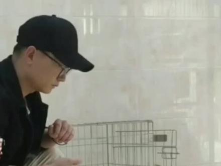 【教学】幼犬身体触碰脱敏训练👉摸头抗拒,躲闪,咬手纠正。#柴犬 #训犬 #训犬教程 @抖音小助手