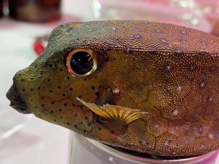 #箱魨 #标本 喜欢这首歌 一起分享给你们