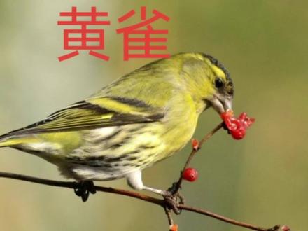 黄雀是小型鸟类,有道是:“螳螂捕蝉,黄雀在后”,说的就是这种鸟。#保护鸟类 #人与自然和谐共处