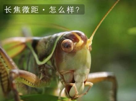 OPPO Find X9 Pro的长焦微距怎么样? 3倍潜望长焦等效焦距70mm,三星HP5 1/1.56英寸2亿像素传感器,光圈f/2.1,最近对焦距离10cm,硬件参数非常亮眼,实际长焦微距效果不管是拍微距特写还是特写视频,都能拍到不错的效果。长焦微距基本可以排到手机前三名,弱于华为的5cm长焦微距,和vivo旗舰手机各有优势。喜欢长焦微距的小伙伴可观看视频用作参考!#oppofindx9pro #长焦微距 #微距摄影