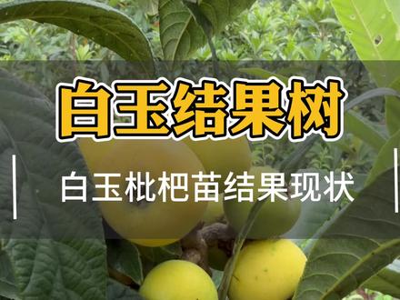 3 年的白玉枇杷小树#白玉枇杷苗 #白玉枇杷 #白玉枇杷树苗 #枇杷树苗