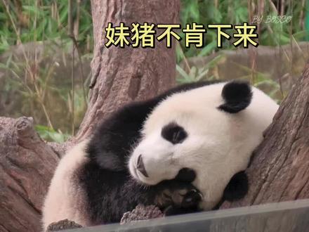 香香姐,威哥,大良外东分别叫妹猪下来树杈,最后谁赢了?
#一起看熊猫 #来这吸熊猫 #大熊猫妹猪 #长隆大熊猫 #长隆野生动物世界