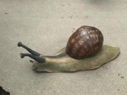 带你认识10种蜗牛,你见过几种? #蜗牛 #保护动物 #爬宠