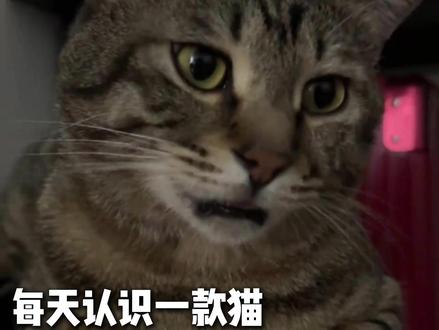 村中霸王狸花猫 #狸花猫 #养猫人 #新手养猫