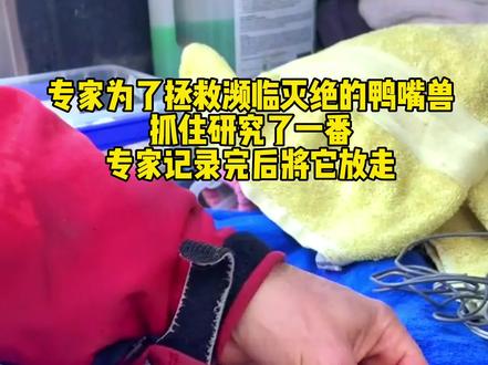 鸭嘴兽被专家研究后,上瘾了,和专家玩起了捉迷藏#萌宠 #善待动物关爱生命 #鸭嘴兽