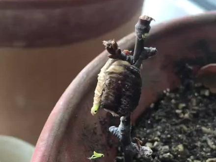 2019年拍摄的,螳螂孵化全过程