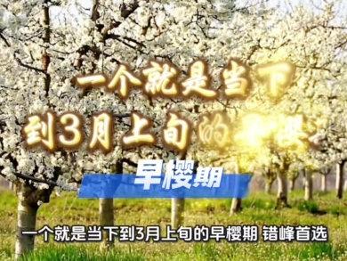 #武汉的花花世界藏不住了 2026武汉樱花最新攻略,两个黄金窗口别错过#武汉 #樱花 #武汉旅游攻略 #武汉文旅