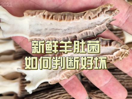 如何判断新鲜羊肚菌质量好坏#羊肚菌