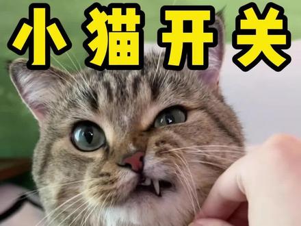 咪:我不允许你知道这么多秘密! #哈基米 #猫咪身上的开关 #养猫人的快乐 #猫咪日常 #万物可爱计划