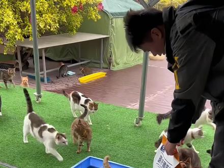 明仔团猫粮不仅可以让猫咪长出血肉,也可以缓解经济压力#明仔团猫粮 #明仔团队 #明仔团队给流浪猫找家 #猫粮 #流浪猫猫粮