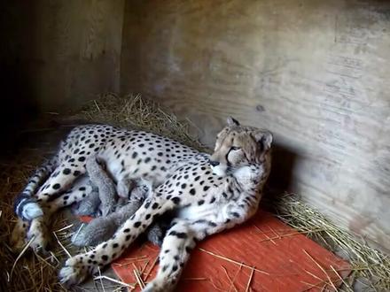 监控拍摄猎豹生出5个小猎豹宝宝#猎豹