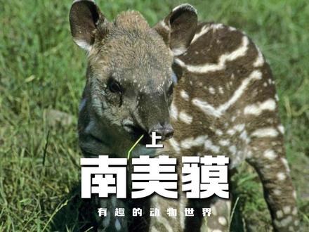 南美貘是如何补充矿物质的 #抖音精选#抖音硬核版#动物世界#神奇动物在抖音#自然奇观