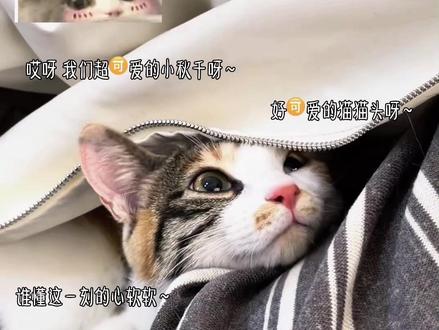 用什么颜色的麻袋可以得到小秋千和邱邱 #世界真的不能没有小猫咪 #每时每刻都想和小猫贴贴 #邱鼎杰#可爱到了#desire4