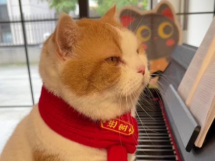 学钢琴的第七天,终于学会弹两只老虎了
#萌宠出道计划 #猫咪