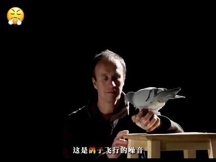一个视频带你了解猫头鹰身上的逆天机制!#猫头鹰 #科普知识 一个视频带你了解猫头鹰身上的逆天机制!
#猫头鹰 #科普知识