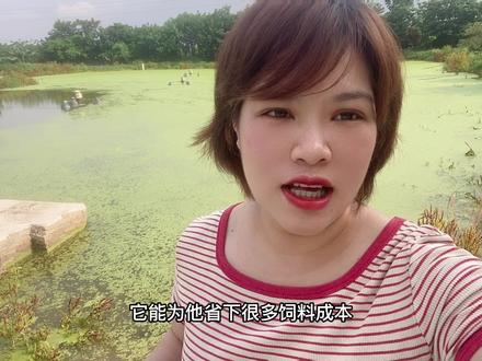 你家的池塘里面有没有这种绿色的植物呢?满塘都是的,有时候觉得特别的讨厌,捞上来没过几天又长满塘,这种叫浮萍,你们不要浪费了,它能让你养鱼省下不少饲料成本,是草食性鱼类,杂食性鱼类,比如罗非,草鱼的优质青饲料。了解鱼类食性的养殖户都是专门拿一个池塘养殖这种浮萍来供给鱼吃的。
浮萍和鱼类两者之间的生长可以形成一个生态链,浮萍作为鱼类的优良青饲料,可帮助鱼类快速成长,而鱼类排泄物中的有机物又可以被浮萍利用,成为很好的肥料,如果你的池塘水质容易变坏,亚盐和氨氮容易偏高的,适当在池塘里放一些哦,夏天也能给鱼类提供遮阴避阳效果。现在你们了解浮萍的好处了吧?赶紧分享给大伙看一看哦!#养鱼池塘里放浮萍好处#浮萍对养鱼作用##新思维养鱼方案 #佛山市鱼苗养殖基地 #新思维养鱼模式 #养鱼新策略 #三农 #养鱼