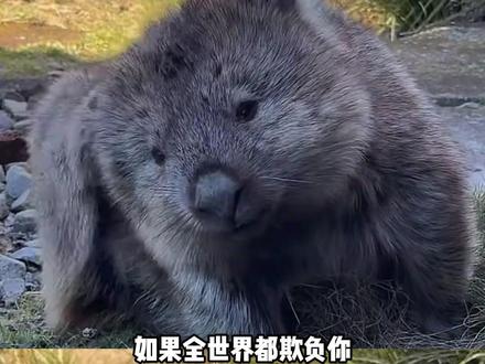 如果全世界都欺负你,那么袋熊会穿山越野来抱抱你#袋熊 #可爱 #抱抱 #爱