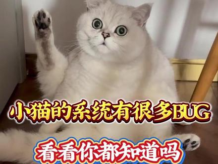 小猫的系统有很多BUG!看看你都知道吗?#猫咪 #猫咪的迷惑行为 #萌宠 #萌宠出道计划 #萌宠日常记录