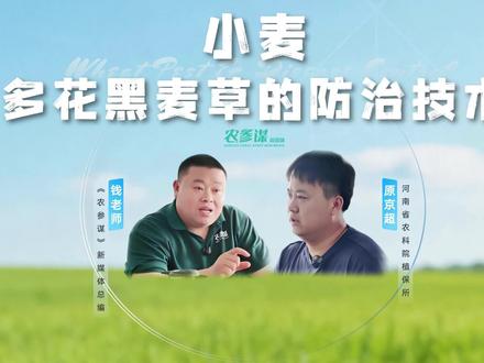 河南农科院原老师分享农科院专家全新研制靶向专治多花黑麦草的新型化合物,感兴趣的企业可以对接洽谈#多花黑麦草#农参谋