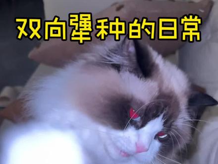 oi 相对 那就争锋相对 #邪恶布偶猫 #布偶魔丸