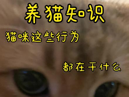 猫咪这些行为都在干什么你都知道嘛#养猫知识#养猫知识分享#养猫经验分享 #养猫经验分享